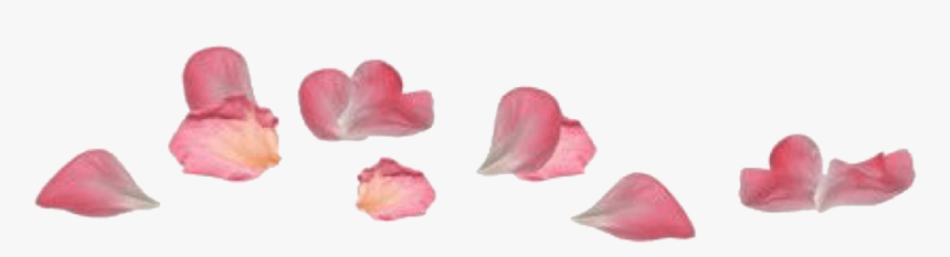 Pink Rose Petal Pngs - Artificial Flower, Transparent Png, Free Download