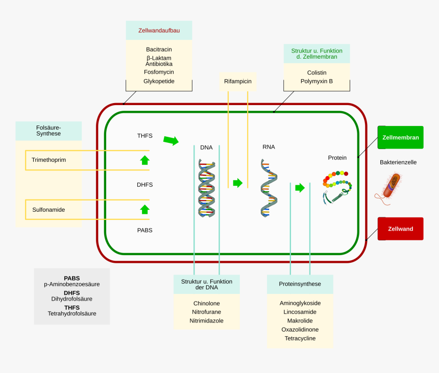 Antibiotika Angriffspunkte, HD Png Download, Free Download