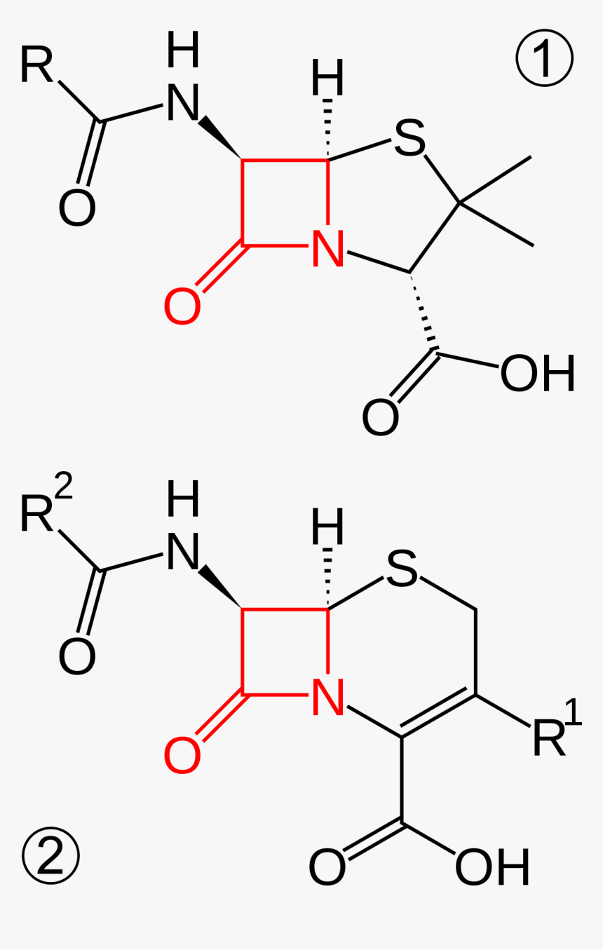 Beta Lactam Antibiotics, HD Png Download, Free Download