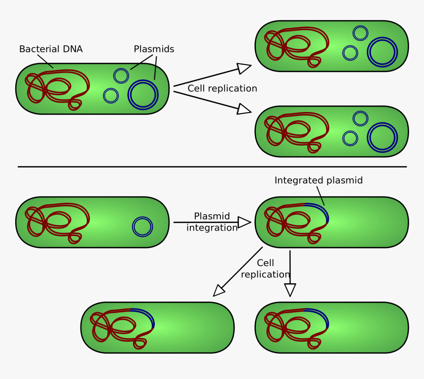 Bacterial Plasmid, HD Png Download, Free Download