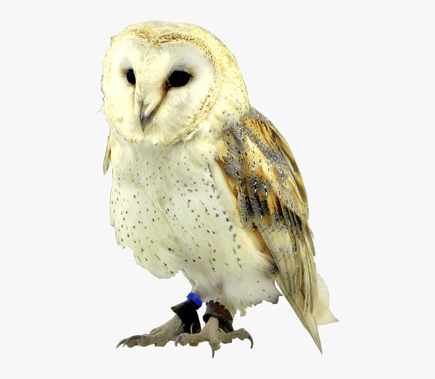 Face , Png Download - Barn Owl, Transparent Png, Free Download