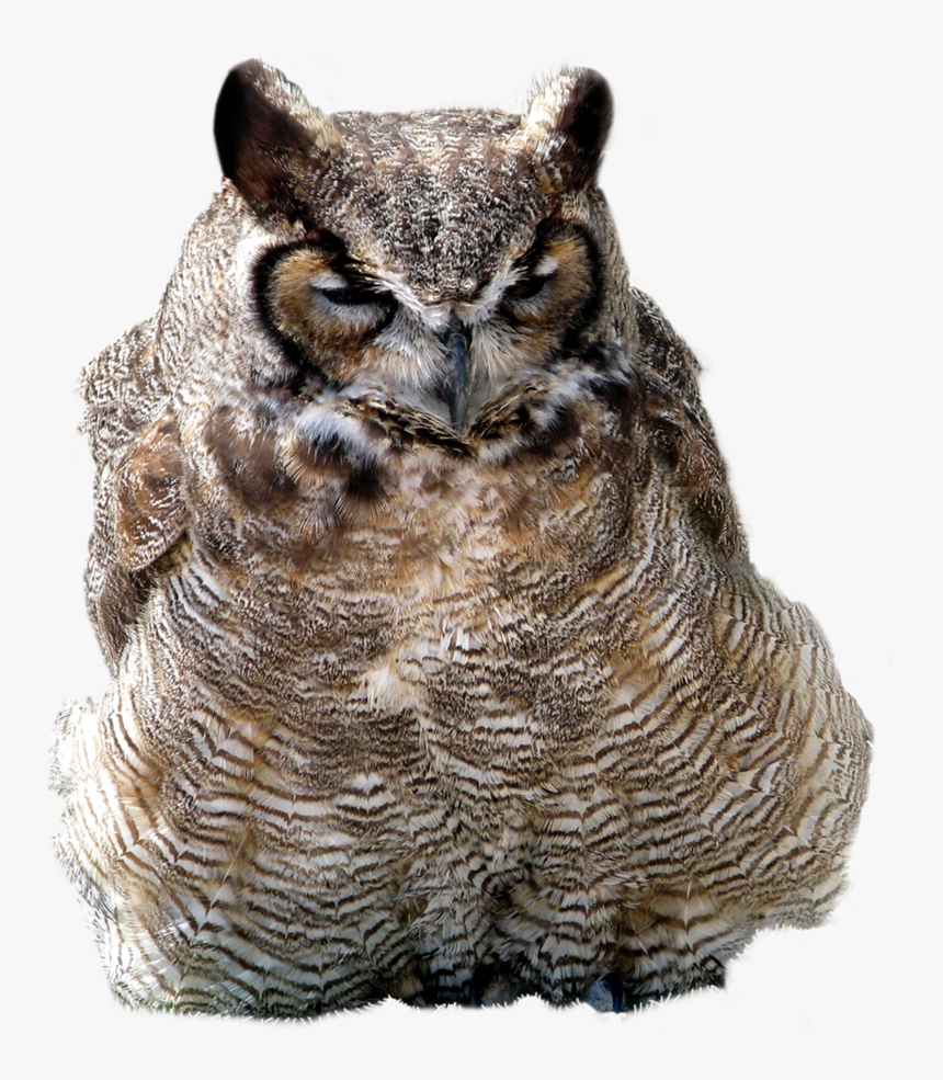 Owl Png - Owl, Transparent Png, Free Download