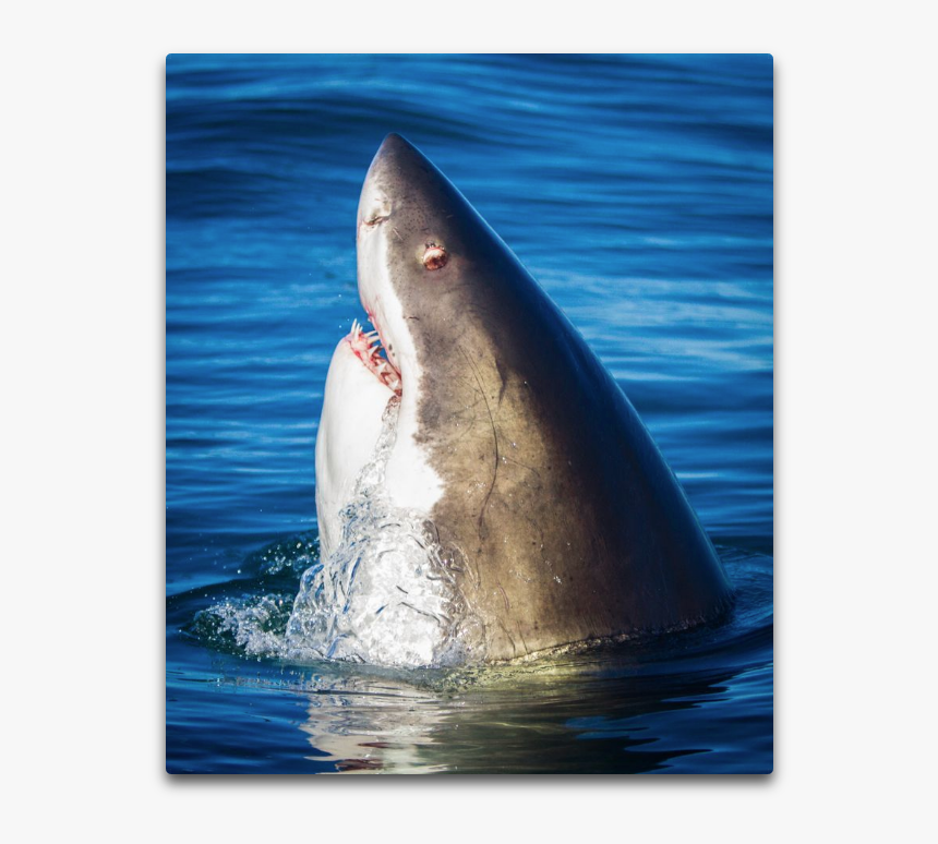 Spyhopping - Great White Shark, HD Png Download, Free Download