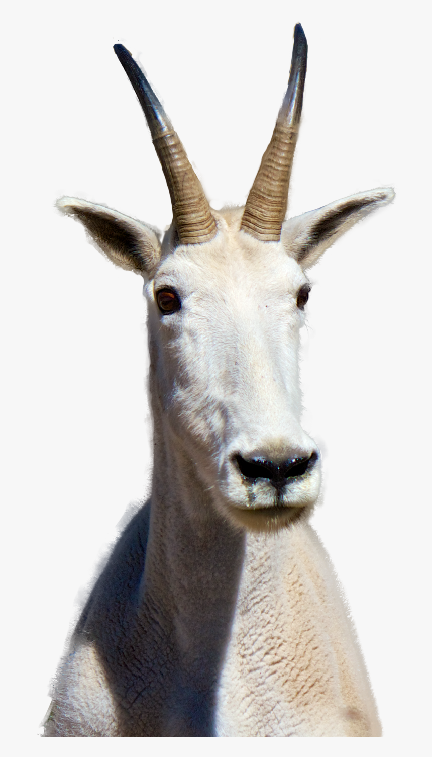 Antelope, HD Png Download, Free Download