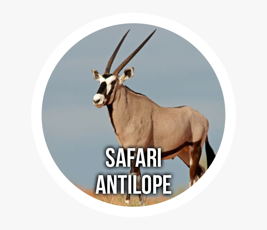 Antelope Safari - Gemsbok, HD Png Download, Free Download