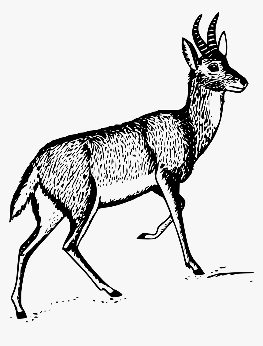 Drawing Of A Reedbuck, HD Png Download, Free Download