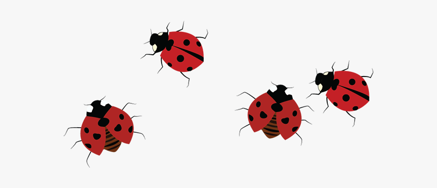 Ladybug, HD Png Download, Free Download