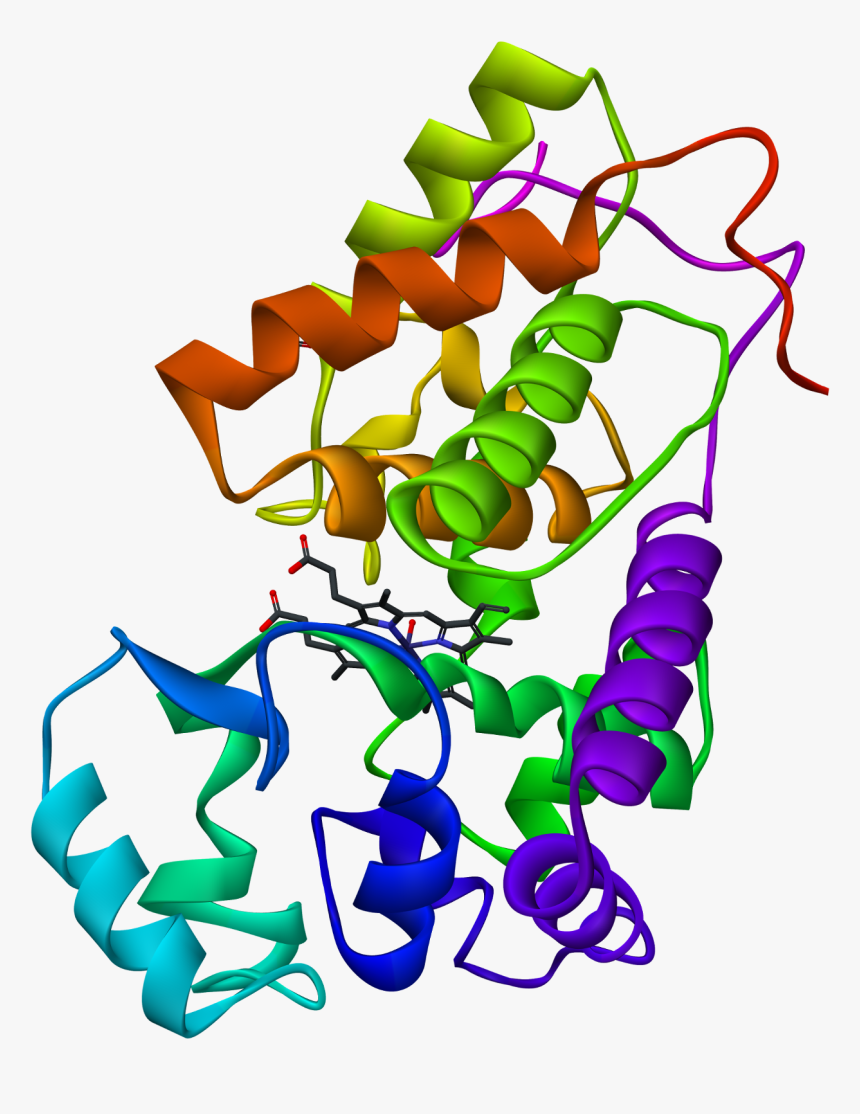 File - Hrp-xray - Hrp Enzyme, HD Png Download, Free Download