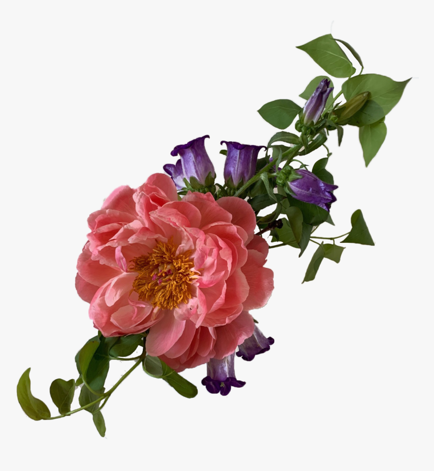 Img 0503 - Garden Roses, HD Png Download, Free Download