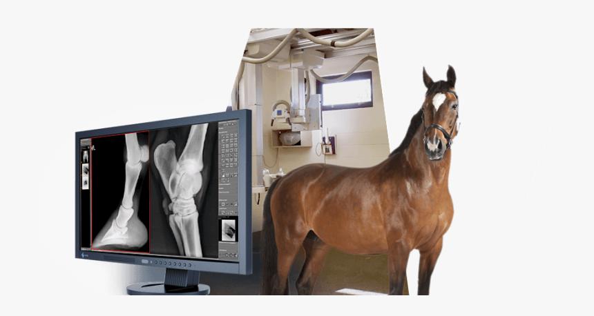 Kabellos/slider Medici Vet Digital X Ray Equine Large - Stallion, HD Png Download, Free Download