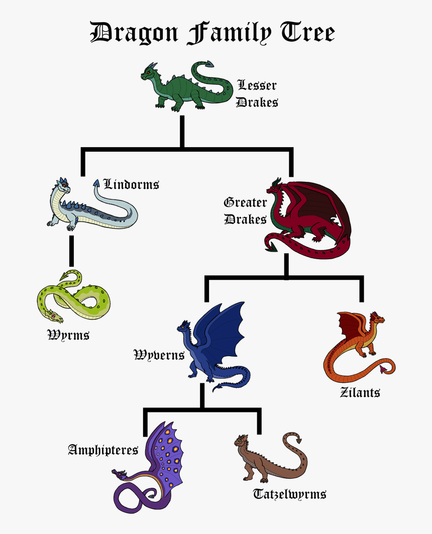 Dragon Family Tree - D&d Dragon Family Tree, HD Png Download, Free Download