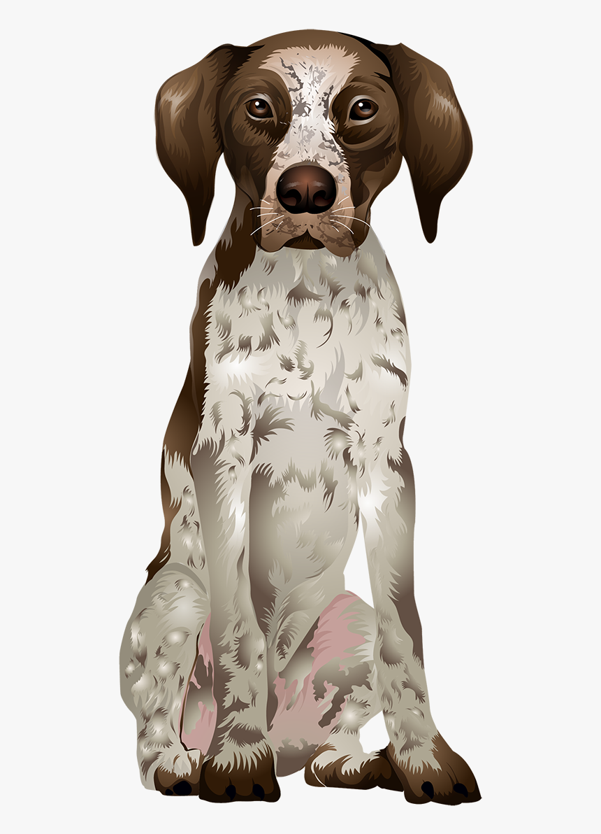 German Shorthaired Pointer Png - German Shorthaired Pointer, Transparent Png, Free Download