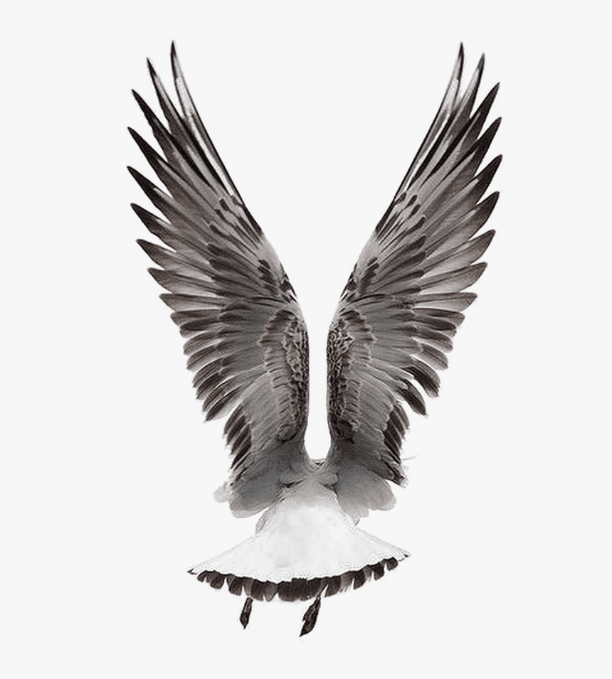 Eagle Tattoo Design, HD Png Download, Free Download