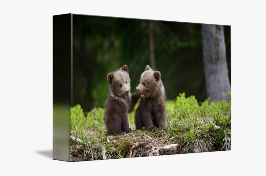 Transparent Bear Cub Clipart - Bear Cubs, HD Png Download, Free Download