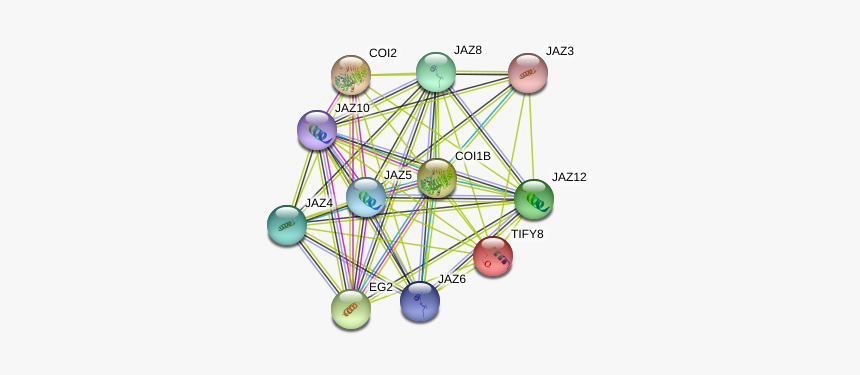 Tify8 Protein - Circle, HD Png Download, Free Download