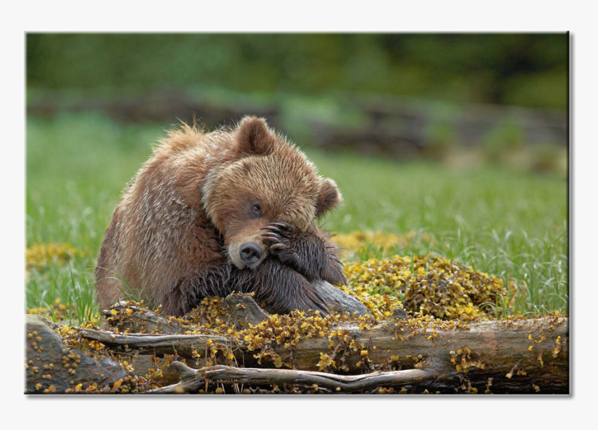 Grizzly Bear, HD Png Download, Free Download