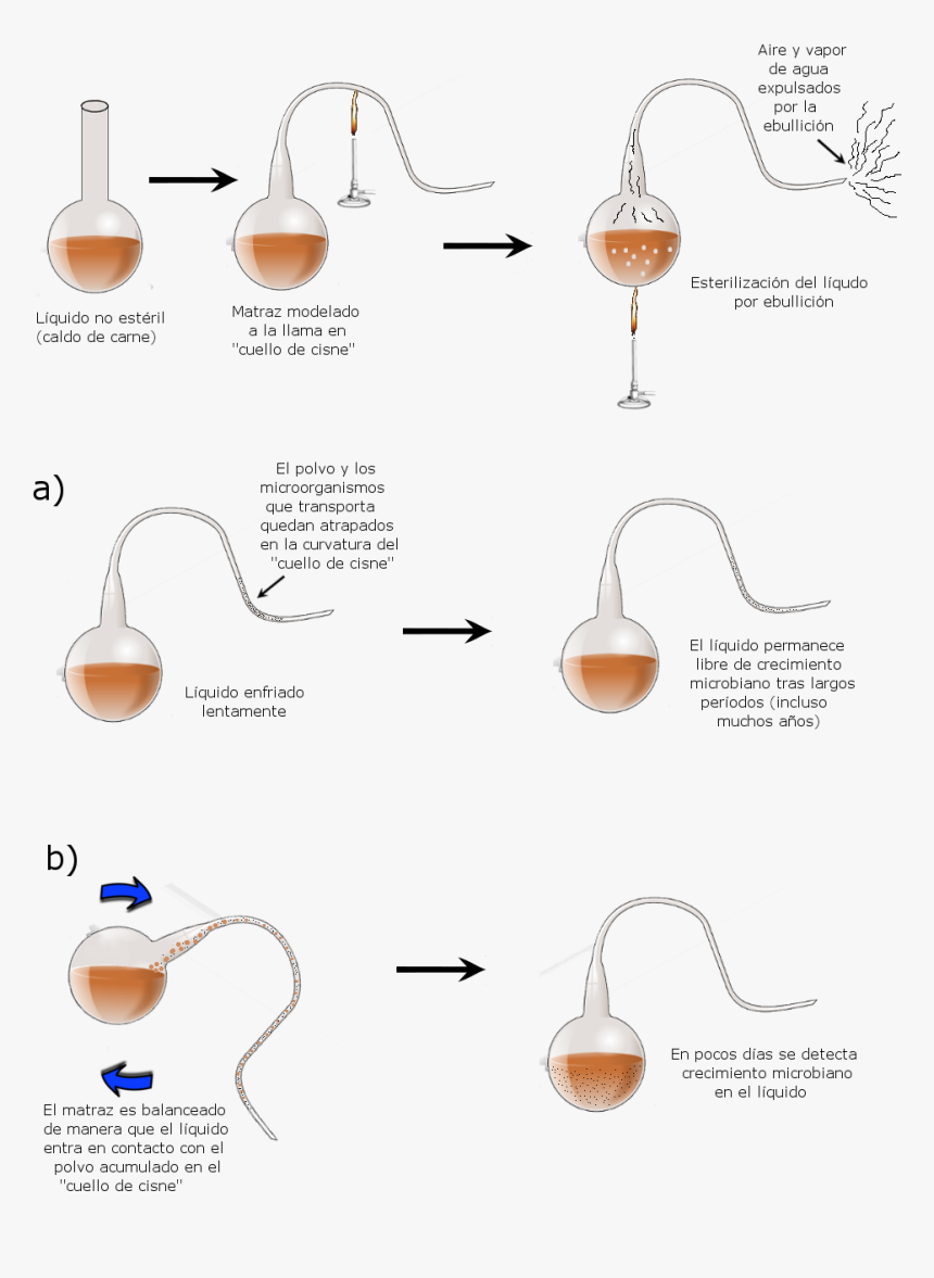 File - Matraces-pasteur - Experimento Ejemplo De Louis Pasteur, HD Png Download, Free Download