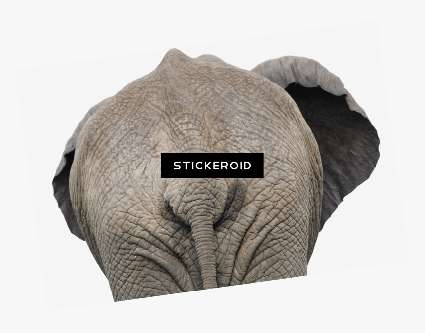 Elephant Back View Close Up - Rear End Of An Elephant, HD Png Download, Free Download