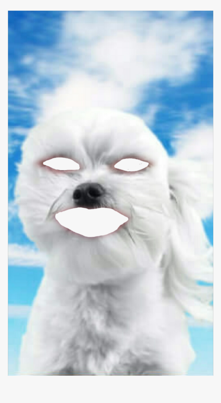 #dog #face #png #funny #snapchat - Maltese, Transparent Png, Free Download