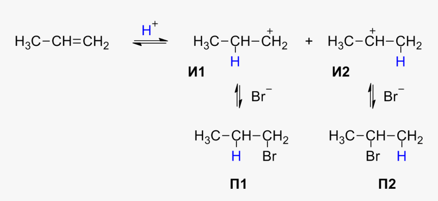 Markovnikov"s Rule - Правила Марковникова, HD Png Download, Free Download