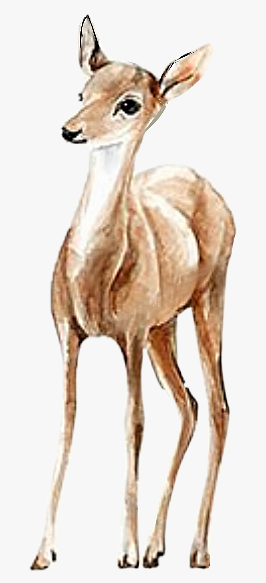 ##watercolor #doe #deer #fawn #handpainted #png #pretty - طراحی آهو و گوزن, Transparent Png, Free Download