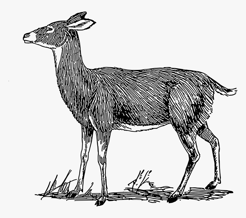 Doe - Deer Drawing Easy Side View, HD Png Download, Free Download