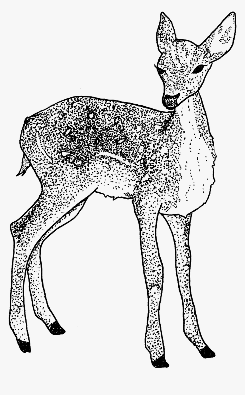 Tattly Doe Tea Leigh 00 V=1531507363 - Doe Drawing Transparent, HD Png Download, Free Download