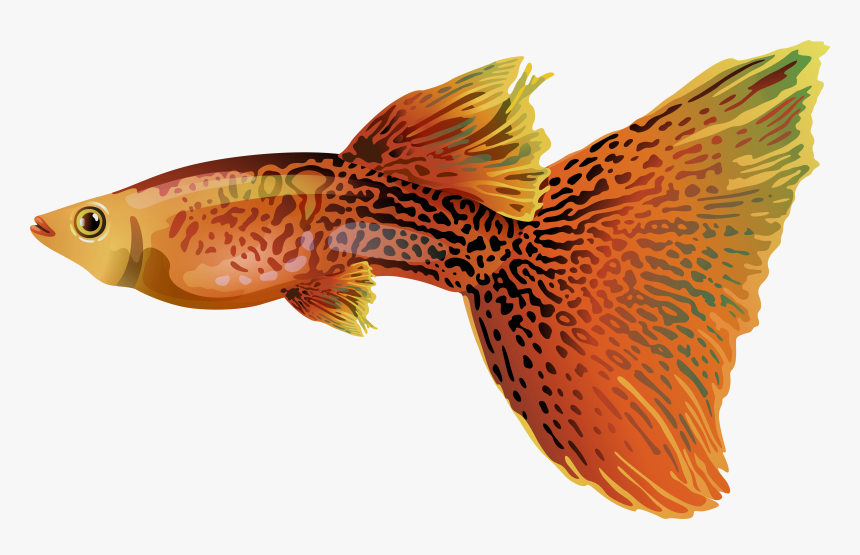 Fish Transparent Guppy - Guppy Png, Png Download, Free Download