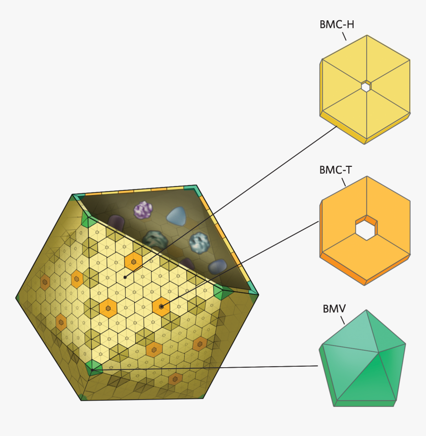 Bacterial Microcompartments, HD Png Download, Free Download