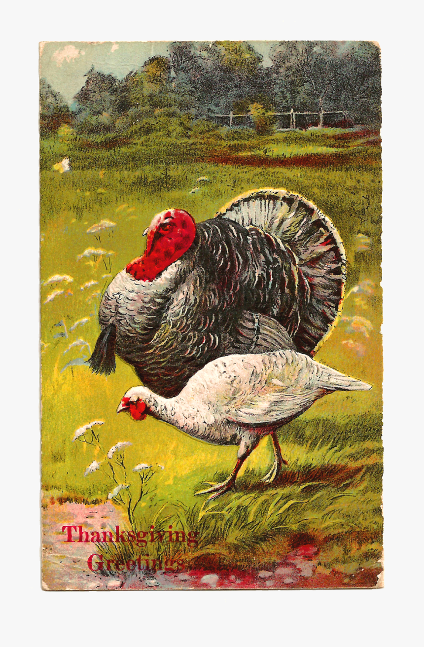 Thanksgiving Turkey Printable Greeting Design, HD Png Download, Free Download