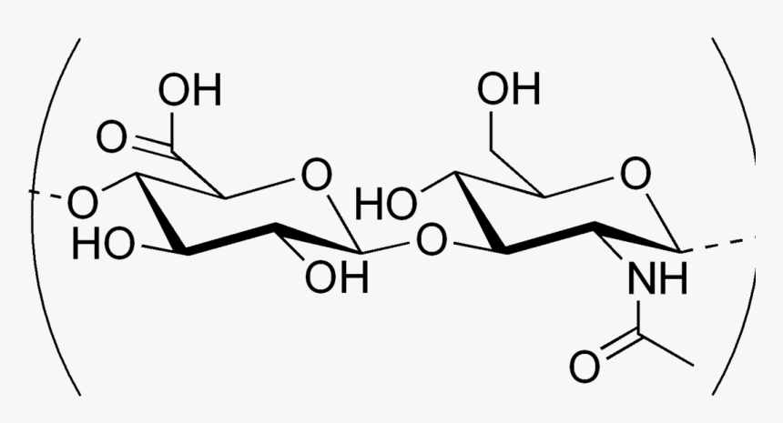 New Cause Of Epilepsy Discovered - Ha Hyaluronic Acid Structure, HD Png Download, Free Download