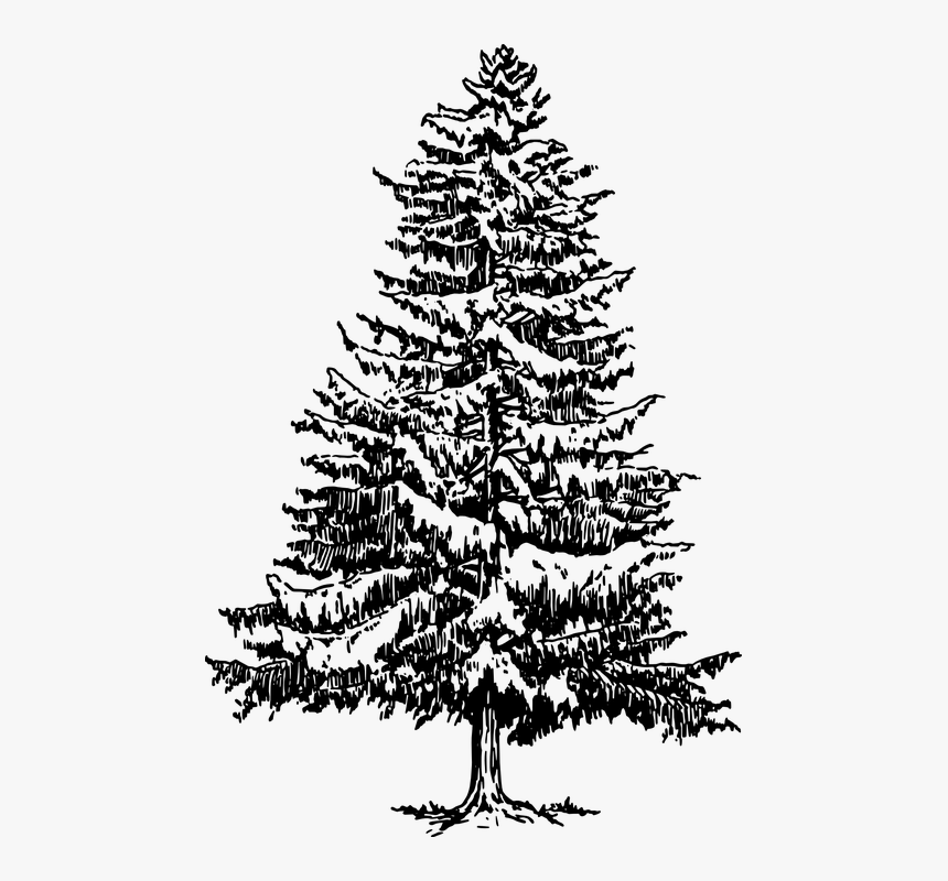 Conifer, Evergreen, Plants, Tree, Pine - Fir Tree, HD Png Download, Free Download