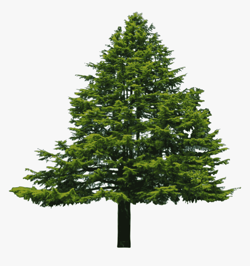 Free Douglas Fir - National Tree Of Bhutan, HD Png Download, Free Download