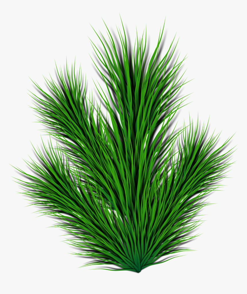 Evergreen,pine Family,plant - Plant Side View Png, Transparent Png, Free Download