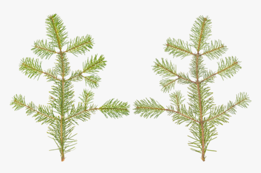 Transparent Conifer Png - Western Yellow Pine, Png Download, Free Download