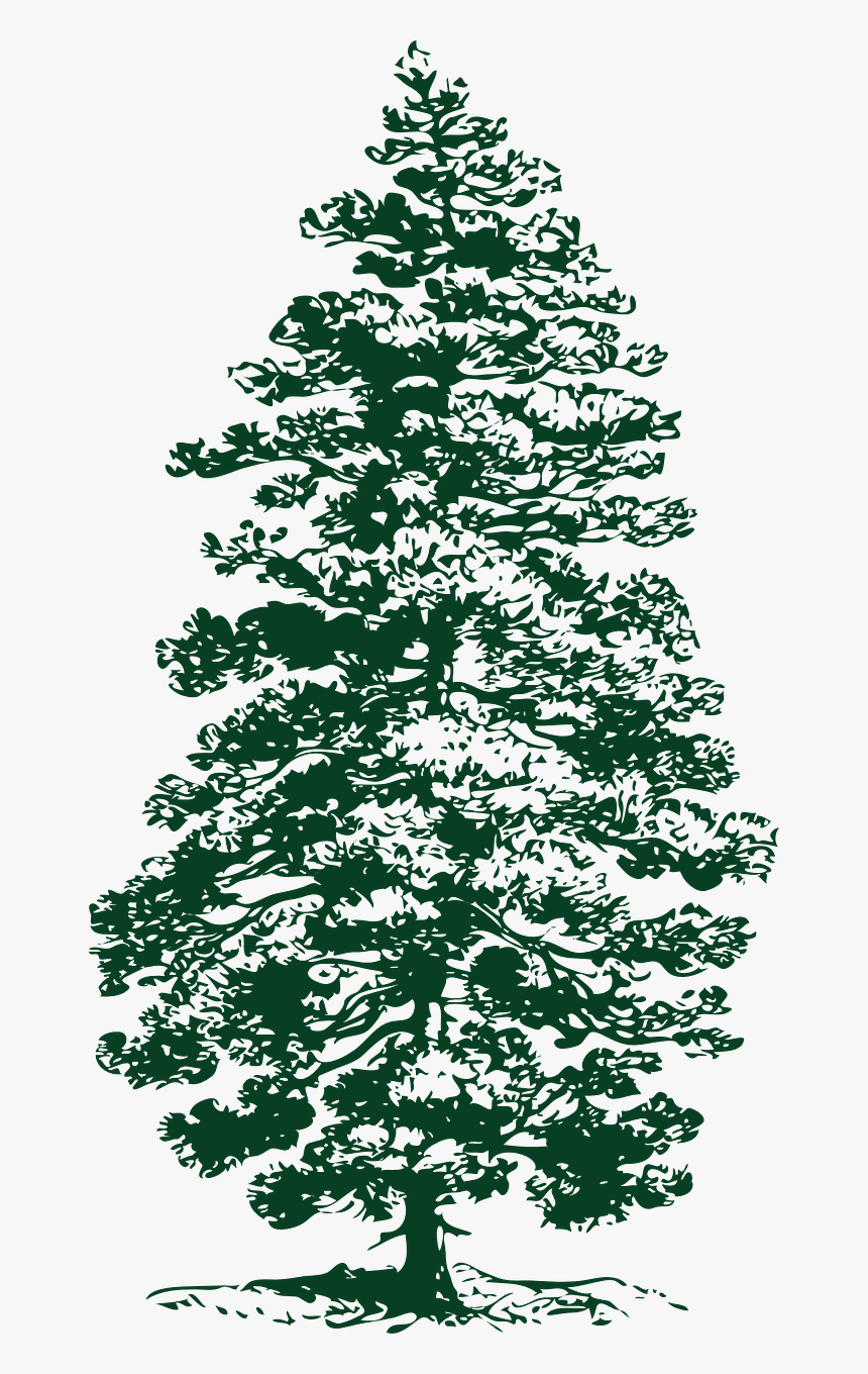 Pine Tree Ink Drawing, HD Png Download, Free Download