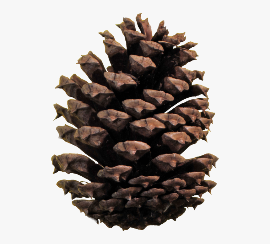 Stone Pine Conifer Cone Clip Art - Pine Cone No Background, HD Png Download, Free Download