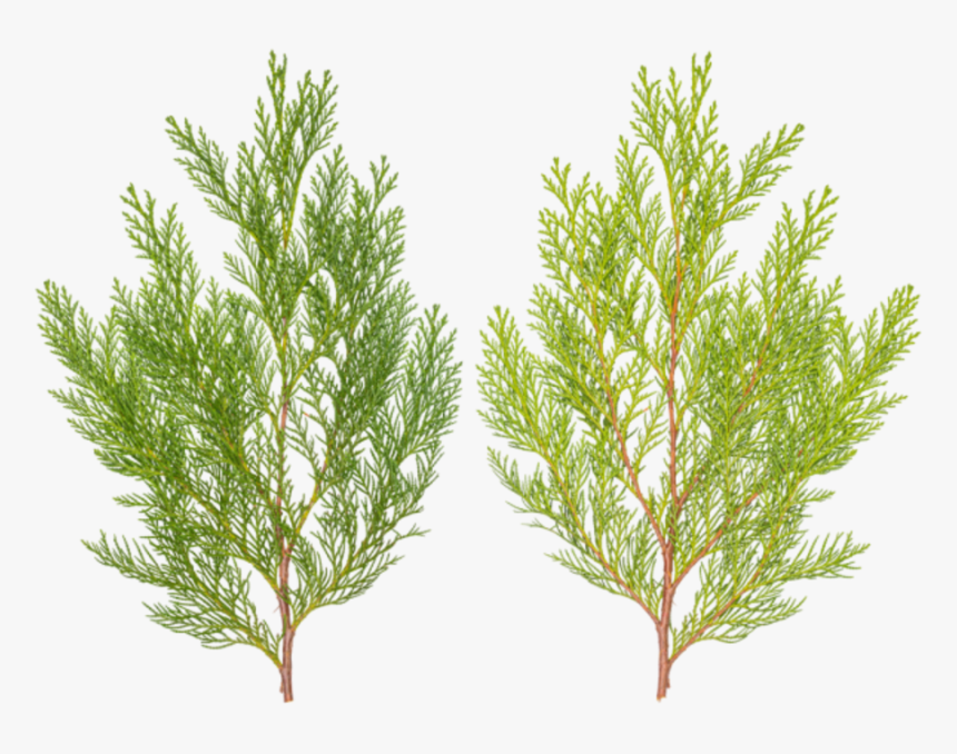 Pond Pine, HD Png Download, Free Download