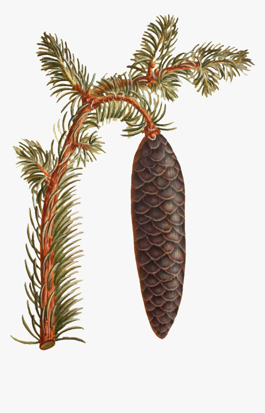 Hand Painted A Branch Of Wild Pinecone Transparent - Pond Pine, HD Png Download, Free Download