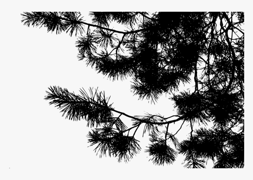 Silhouette, Pine, Conifer, Pinus, Nature, Branches - Georgia Pine, HD Png Download, Free Download