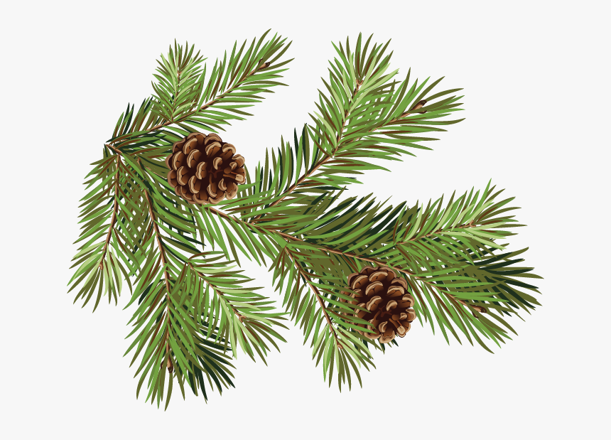 Transparent Pinecone And Branch Clipart - Pine Cone Pine Branch, HD Png Download, Free Download