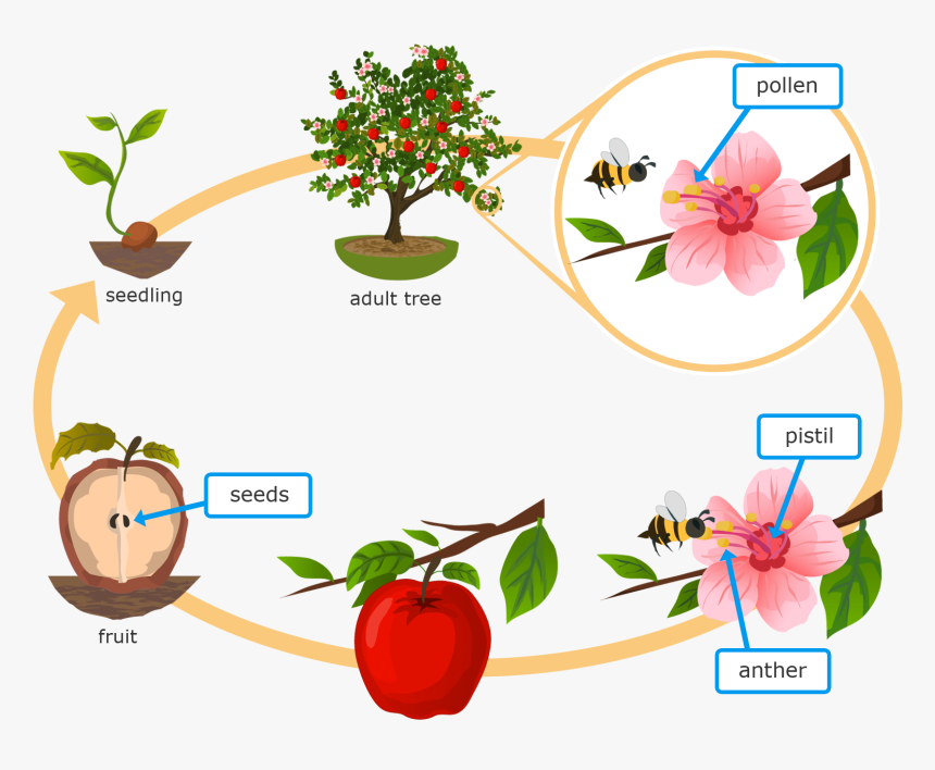 Grade 5 Life Cycle Of A Flowering Plant, HD Png Download - kindpng