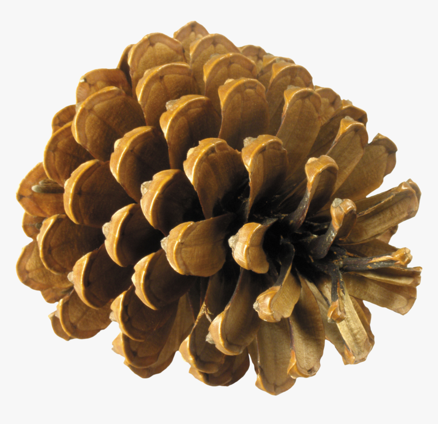 Pine Cone Png - Pine Cone No Background, Transparent Png, Free Download