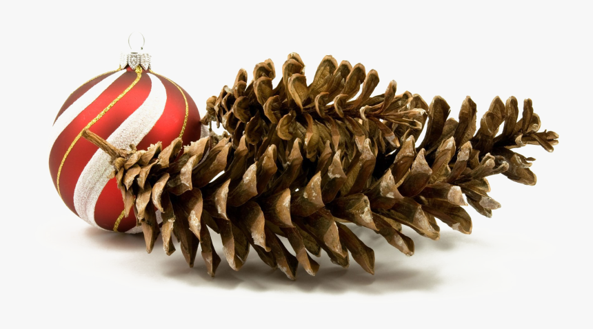 Holiday Pine Cone Png Hd Quality - Christmas Elements Png Real, Transparent Png, Free Download