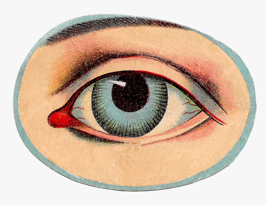 Vintage Eye Png - Human Eye Vintage Anatomy, Transparent Png, Free Download