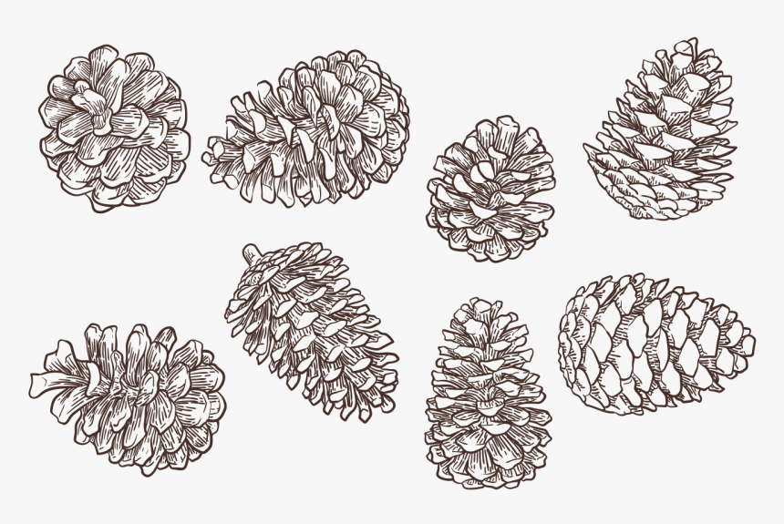 Clip Art Pine Cone Drawing - Pine Cones Vector Png, Transparent Png, Free Download