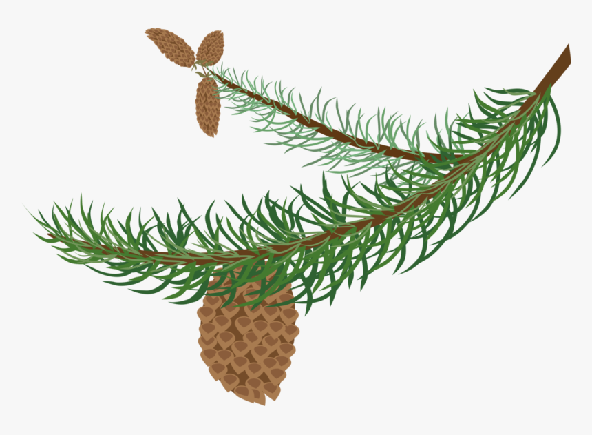 Pine Branch Tree Conifer Cone Fir - Clipart Winter Tree Branch, HD Png Download, Free Download