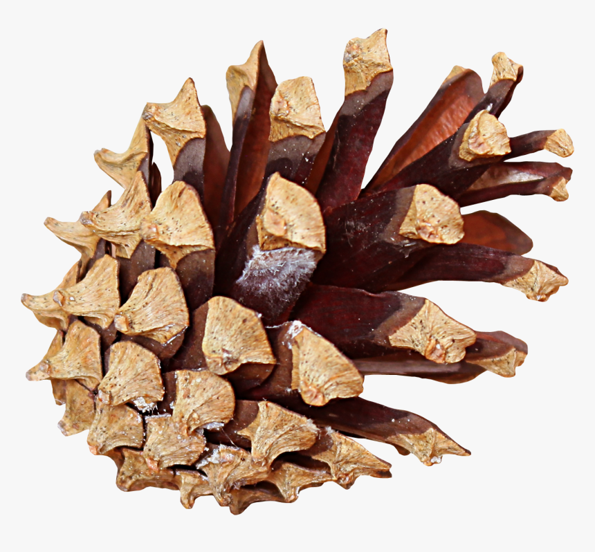 Pine Cone Png - Pinecone Png, Transparent Png, Free Download