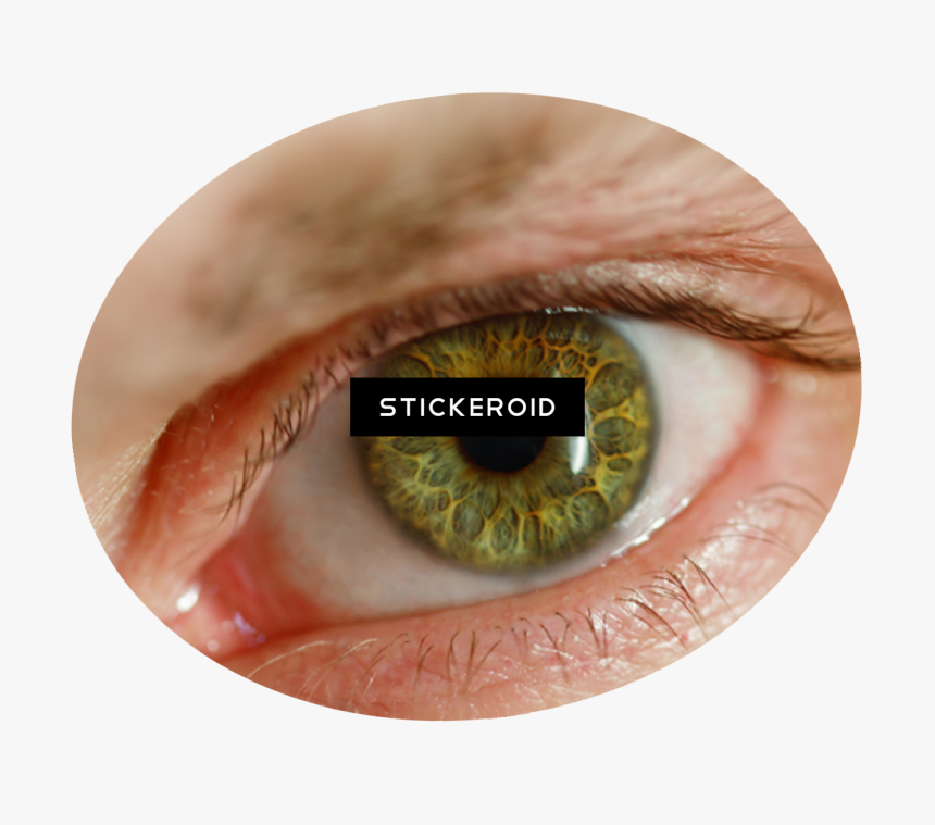 Human Eye Png - Human Eyes Png, Transparent Png, Free Download