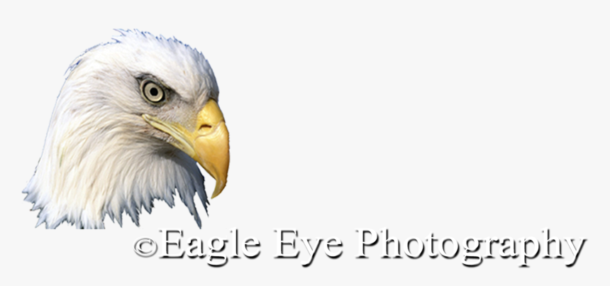 Bald Eagle, HD Png Download, Free Download